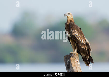 White-bellied Sea Eagle Specie Haliaeetus leucogaster Stockfoto