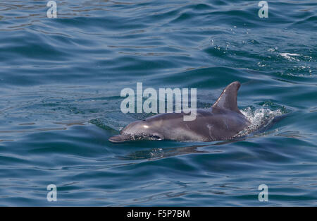 Große Tümmler Stockfoto