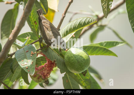 Dick-billed Flowerpecker Specie Dicaeum agile Stockfoto