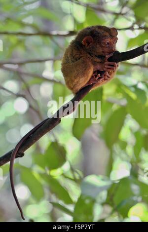 Voll ausgewachsen Tarsier umklammert Rinde eines Baumes ruhen tagsüber in den Tarsier Conservation Area, Loboc, Bohol, Philippinen Stockfoto