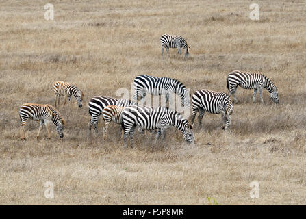 Zebras auf Hearst Castle Land Stockfoto