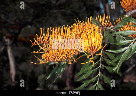 Nahaufnahme von Silky Eiche/Süd Silky Eiche/Australian Silver Oak Blumen-Grevillea Robusta - Familie Proteaceae Stockfoto