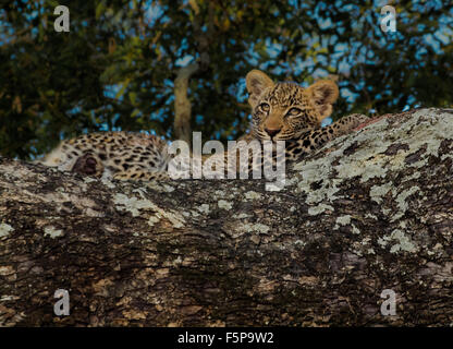 Leopard cub ruht auf einem Baum in Sabi Sands, Krüger Nationalpark, Südafrika Stockfoto