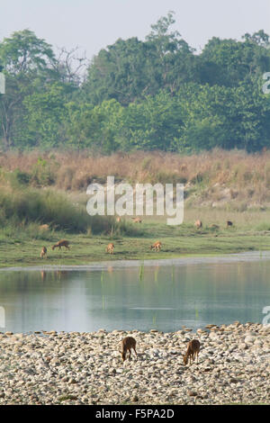 Wilde Landschaft mit Hirschen in Bardia Nationalpark, Nepal Stockfoto