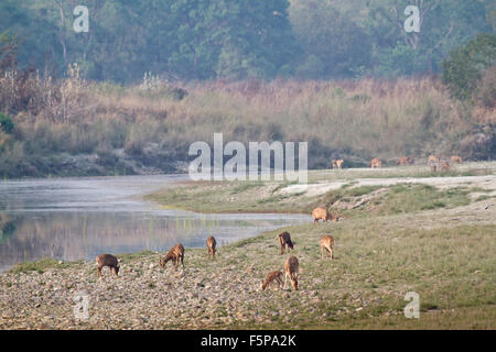 Wilde Landschaft mit Rehen in Bardia Nationalpark, Nepal Stockfoto