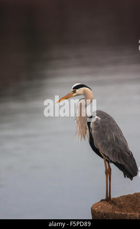 Ein grauer Reiher thront am Rand von einem Wasserloch im Kruger National park Stockfoto