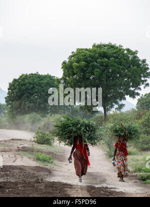 Rajasthani Frauen tragen Futter für das Vieh. Es ist normal für Dorf-Leute in Indien, Dschungel in der Nähe für diese Aktivität zu besuchen. Stockfoto