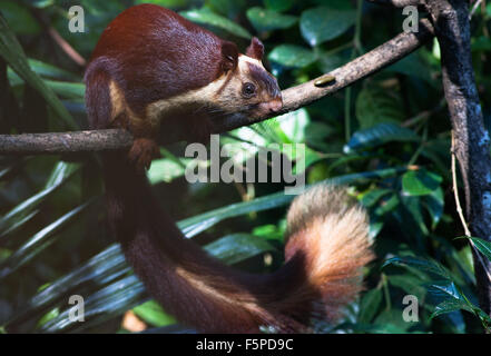 Riesige Malabar Squirrel oder der indischen Riesen Eichhörnchen am Western Ghats, Goa Stockfoto