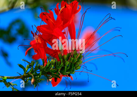 Afrikanischer Tulpenbaum (Spathodea Campanulata) Stockfoto
