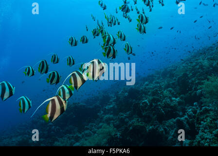 Schulzeit Bannerfish, Heniochhus Diphreutes, Chetodontidae, Tiran Island, Rotes Meer, Sharm el-Sheikh, Ägypten Stockfoto