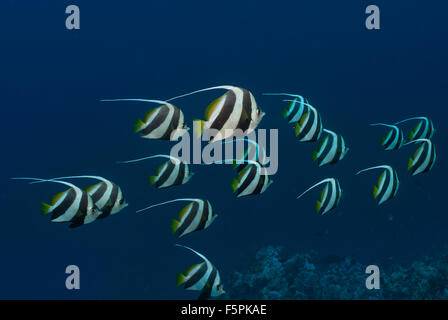 Schulzeit Bannerfish, Heniochhus Diphreutes, Chetodontidae, Tiran Island, Rotes Meer, Sharm el-Sheikh, Ägypten Stockfoto