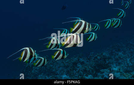 Schulzeit Bannerfish, Heniochhus Diphreutes, Chetodontidae, Tiran Island, Rotes Meer, Sharm el-Sheikh, Ägypten Stockfoto