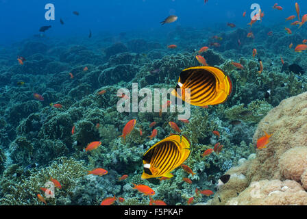 Gestreifte Butterflyfish, Chaetodontidae Fasciatus, Chaetodontidae, Sharm el-Sheikh, Rotes Meer, Ägypten Stockfoto