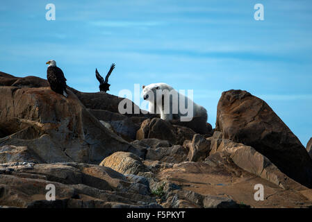 Eisbär Erwachsener (Ursus Maritimus) sitzen auf den Felsen mit Weißkopf-Seeadler (Haliaeetus Leucocephalus) und Raven (Corvus Corax) Churchill Stockfoto