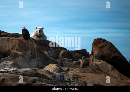 Eisbär Erwachsener (Ursus Maritimus) liegend auf den Felsen mit Weißkopf-Seeadler (Haliaeetus Leucocephalus) Churchill, Manitoba, Kanada Stockfoto