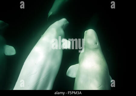 Beluga Wale Erwachsene (Delphinapterus Leucas) Unterwasser Churchill River, Manitoba, Kanada Stockfoto