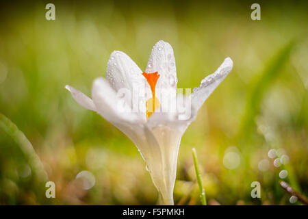 Weiße Krokus Blume auf der Frühlingswiese. Foto-besessenen mit dem Petzval-Objektiv. Stockfoto