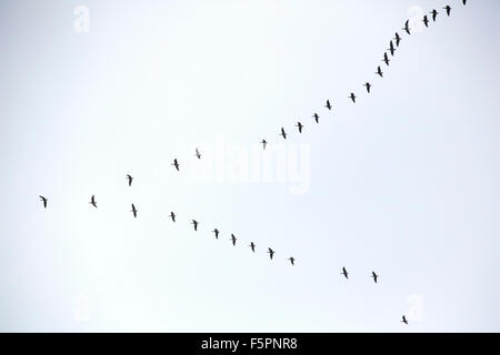 Rosa Footed Gänse Migration über den Lake District im bewölkten Bedingungen, UK. Stockfoto