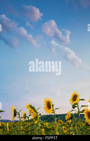 Sonnenblumen-Plantage. Arteaga Dorf, Tierra Estella Grafschaft. Navarra, Spanien, Europa. Stockfoto