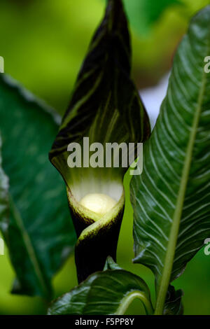 Arisaema Sikokianum lila braun und weiß mit Kapuze Blume Kobra Lilie Jack in der Kanzel Holz Wald Pflanze Laub RM Floral Stockfoto