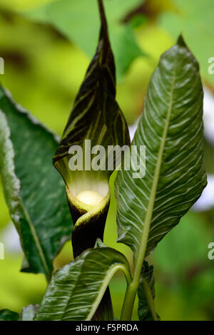 Arisaema Sikokianum lila braun und weiß mit Kapuze Blume Kobra Lilie Jack in der Kanzel Holz Wald Pflanze Laub RM Floral Stockfoto