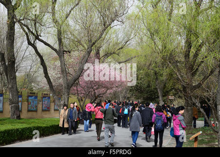 Peach Blossom Blüte blüht blühende Peking Botanischer Garten Frühling Blume Blumen Blüte China RM Floral Stockfoto