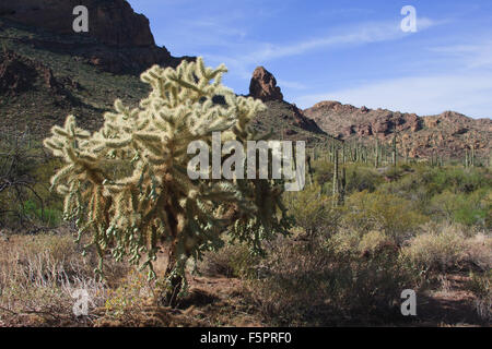 Cholla Cactus leuchtet im Morgenlicht im Organ Pipe Cactus National Monument AZ. Stockfoto