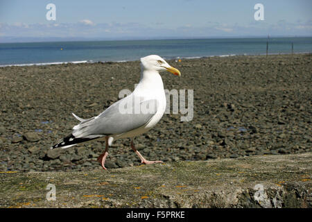 Möwe auf Hafenmauer Stockfoto