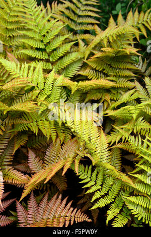 Dryopteris Erythrosora Var Prolifica Lacy Herbst Farn Farne Flora Holz Wald Schatten schattige Pflanzen Pflanzen Laub RM Floral Stockfoto