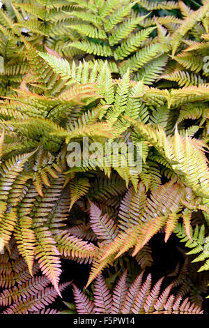 Dryopteris Erythrosora Var Prolifica Lacy Herbst Farn Farne Flora Holz Wald Schatten schattige Pflanzen Pflanzen Laub RM Floral Stockfoto