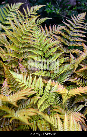 Dryopteris Erythrosora Var Prolifica Lacy Herbst Farn Farne Flora Holz Wald Schatten schattige Pflanzen Pflanzen Laub RM Floral Stockfoto