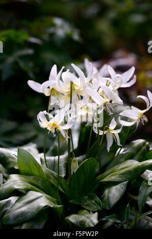 Erythronium Californicum weiße Pracht Fawn Lily Dogstooth violett weiß Frühlingsblumen blühen Büschel Farben Farben Hunde Zahn Stockfoto