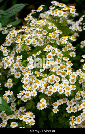 Tanacetum Parthenium Syn Chrysantheme Mutterkraut wächst auf Pfad weiß-gelben Blüten blühende Kräuter Kräuter Heilpflanzen RM Floral Stockfoto