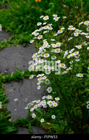 Tanacetum Parthenium Syn Chrysantheme Mutterkraut wächst auf Pfad weiß-gelben Blüten blühende Kräuter Kräuter Heilpflanzen RM Floral Stockfoto