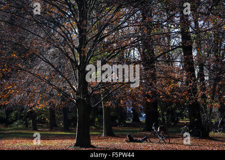 Berlin, Deutschland. 8. November 2015. Eine Frau liest eine Forest Park in Berlin, Deutschland, am 8. November 2015. Bildnachweis: Zhang Fan/Xinhua/Alamy Live-Nachrichten Stockfoto