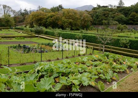 Gemüsegarten im Kylemore Abbey Victorian ummauerten Garten County Galway Connemara Irland Stockfoto