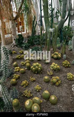 Echinocactus Grusonii Golden Barrel Cactus Kakteen Golden Ball Mutter-in-Law Nadelkissen Wüstenpflanze Gewächshaus RM FLoral Stockfoto