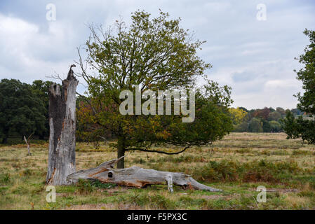 Toten grau Holz Zweig Verlegung vor einen lebendigen Baum im Richmond Park in London Stockfoto