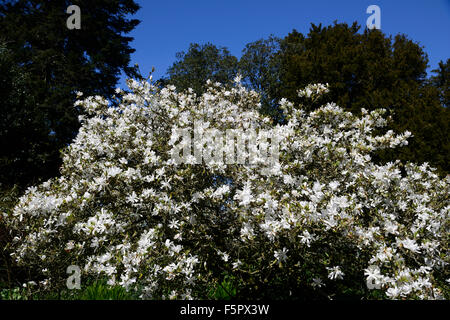 Magnolia Stellata weiße Blumen Blume Frühling Baum Bäume RM Floral Stockfoto