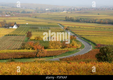 Geschwungene Landstraße durch Weinberge, Herbst, Deutsche Weinstraße. Stockfoto