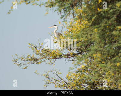 Vogel-wilde Graureiher Ardea Cinerea thront auf einem Ast im Baum Stockfoto