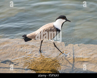 Sporn-winged Plover Kiebitz Vanellus Spinosus waten im Wasser am Ufer eines Flusses Stockfoto