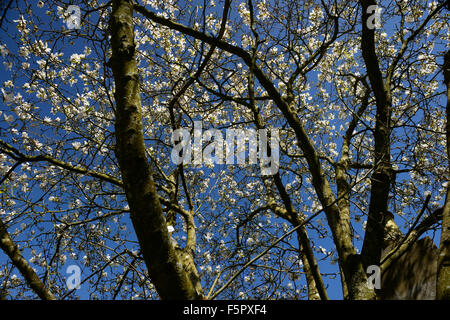 Magnolia X loebneri Merrill weiße Blume Blume Blüte blauer Himmel Himmel Frühling Baum Bäume Laub RM Floral Stockfoto