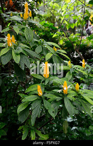 Pachystachys Lutea Lutscher Pflanze Golden Garnelen gelbe Blume Blumen Blüte Baum Bäume RM Floral Stockfoto