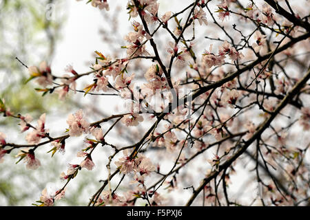 Prunus Davidiana Franch weiße Blume Blumen Blüte Blüten chinesischer wilder Pfirsich Baum Frühling RM floral Stockfoto