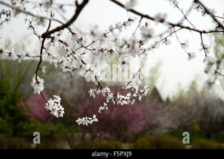 Prunus Davidiana Franch weiße Blume Blumen Blüte Blüten chinesischer wilder Pfirsich Baum Frühling RM floral Stockfoto