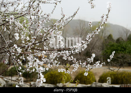 Prunus Davidiana Franch weiße Blume Blumen Blüte Blüten chinesischer wilder Pfirsich Baum Frühling RM floral Stockfoto