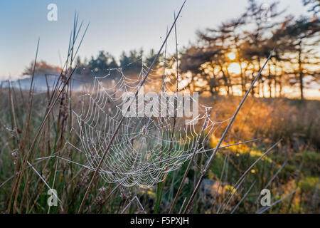 Spinnweben und späten Nachmittagssonne auf nebligen Herbsttag in den Peak District, Großbritannien Stockfoto