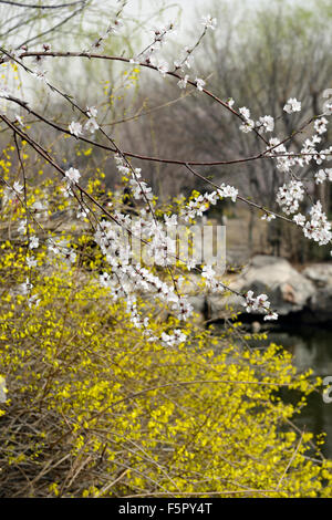 Prunus Davidiana Forsythien gelb weiße Blume Blumen Blüte Blüten chinesischer wilder Pfirsich Baum Frühling RM floral Stockfoto