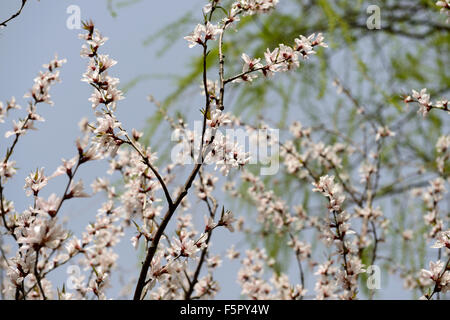 Prunus Davidiana Franch weiße Blume Blumen Blüte Blüten chinesischer wilder Pfirsich Baum Frühling RM floral Stockfoto